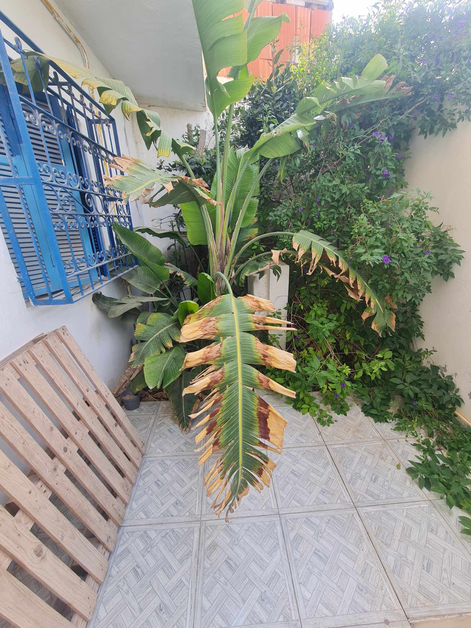 Hammamet&nbsp;Hammamet&nbsp;Vente&nbsp;Maisons&nbsp;Studio s plus 1 a el hammamet wb4156