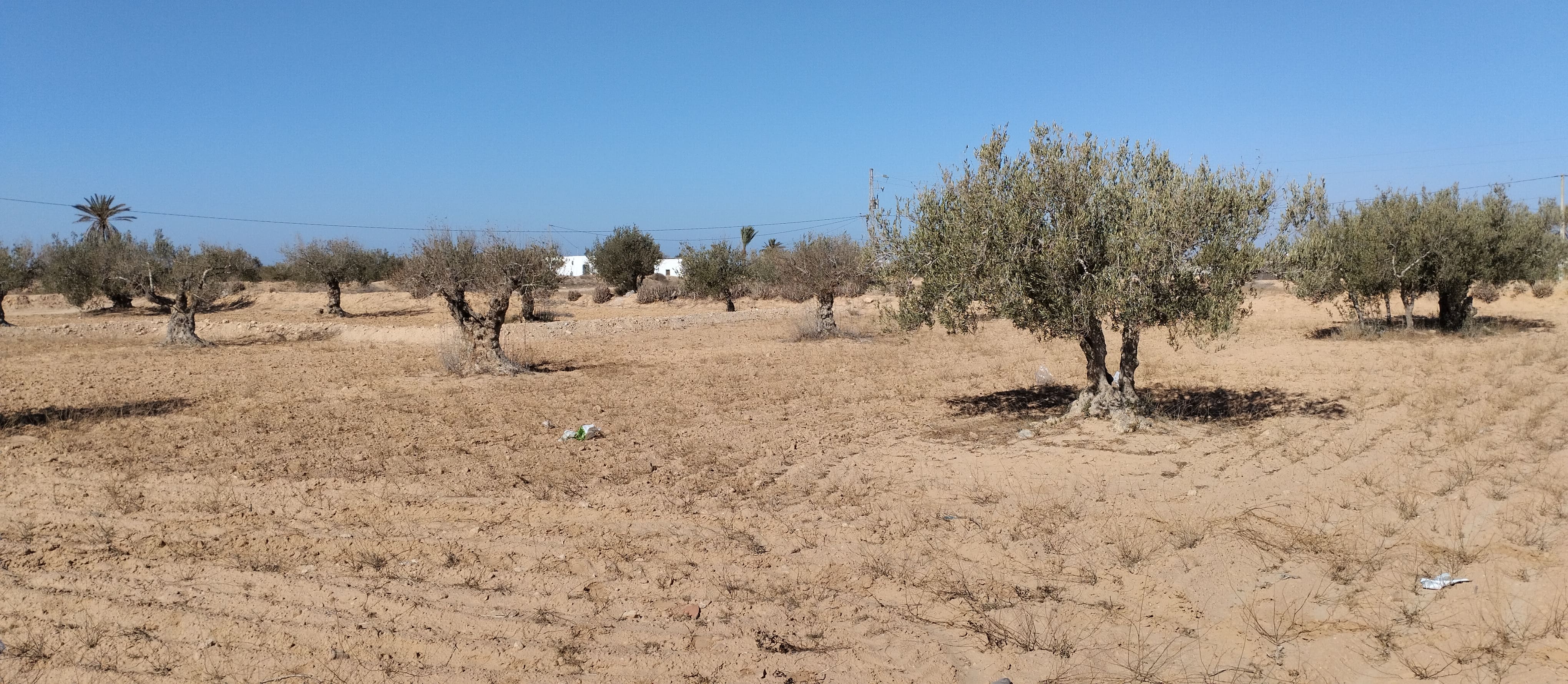 Ajim&nbsp;Jabira&nbsp;Vente&nbsp;Surfaces&nbsp;Terrain 2260 m2 � menzel ben hammouda jaabira