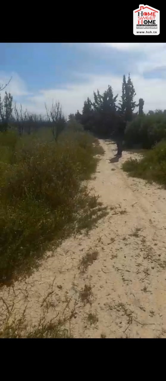 Vente Surfaces - Tunisie