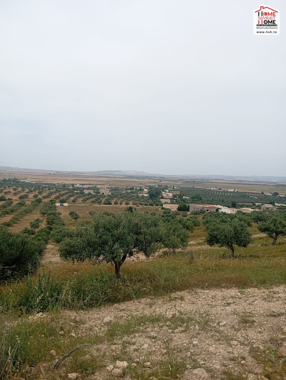 Zaghouan Zaghouan Vente Surfaces Terrain agricole olivia  zaghouan