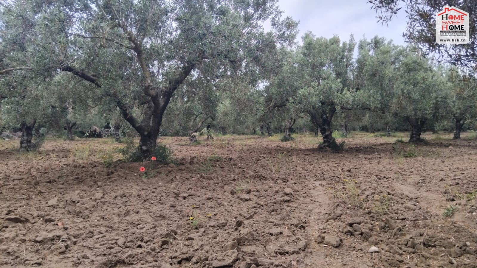 Nabeul Nabeul Vente Surfaces Terrain  chana   nabeul