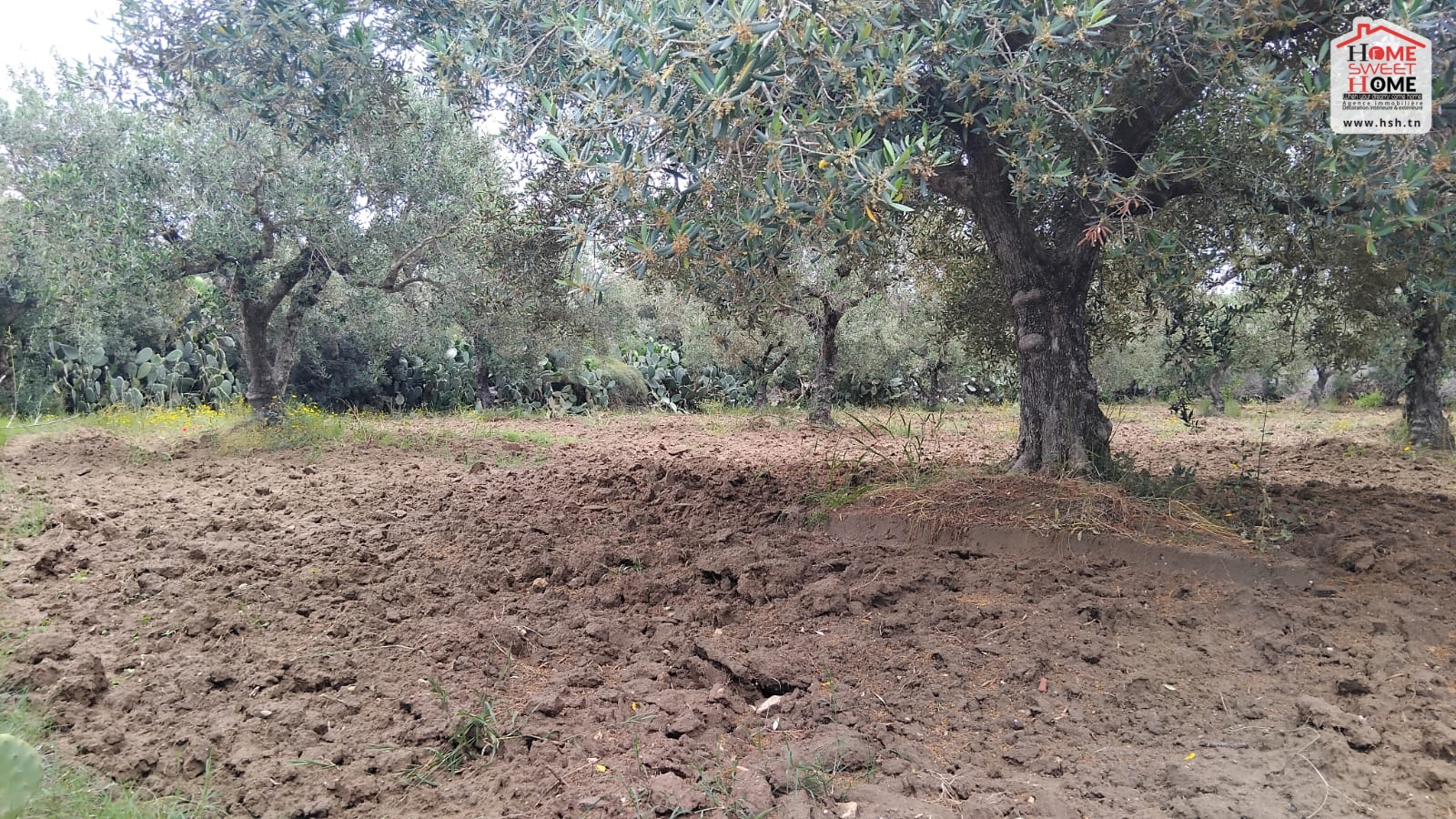 Vente Surfaces - Tunisie