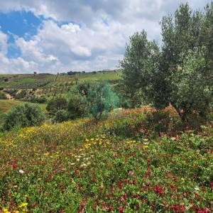 Zaghouan Zaghouan Vente Surfaces Ferme de 20 hectares  zaghouan a ref213a