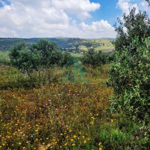 Zaghouan Zaghouan Vente Surfaces Ferme de 20 hectares  zaghouan a ref213a