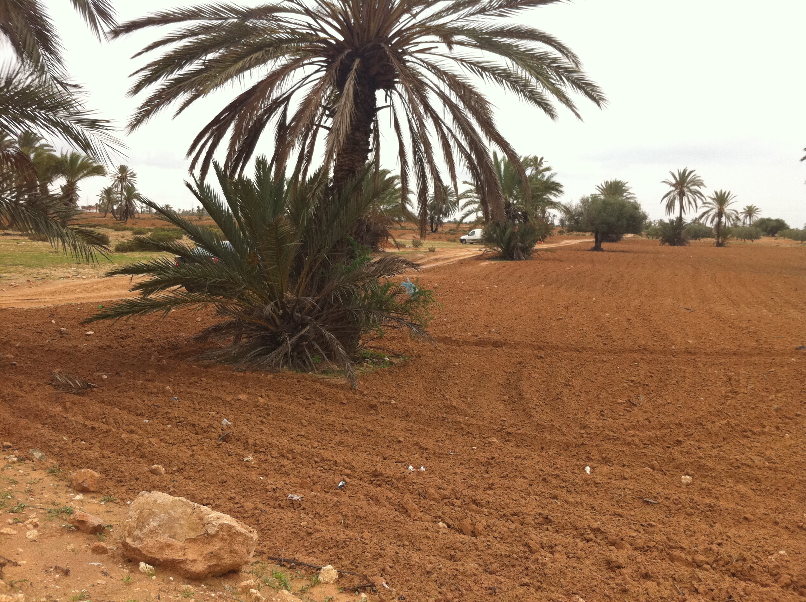 Djerba - Midoun Cedouikeche Terrain Terrain nu Vends terrain en premire position