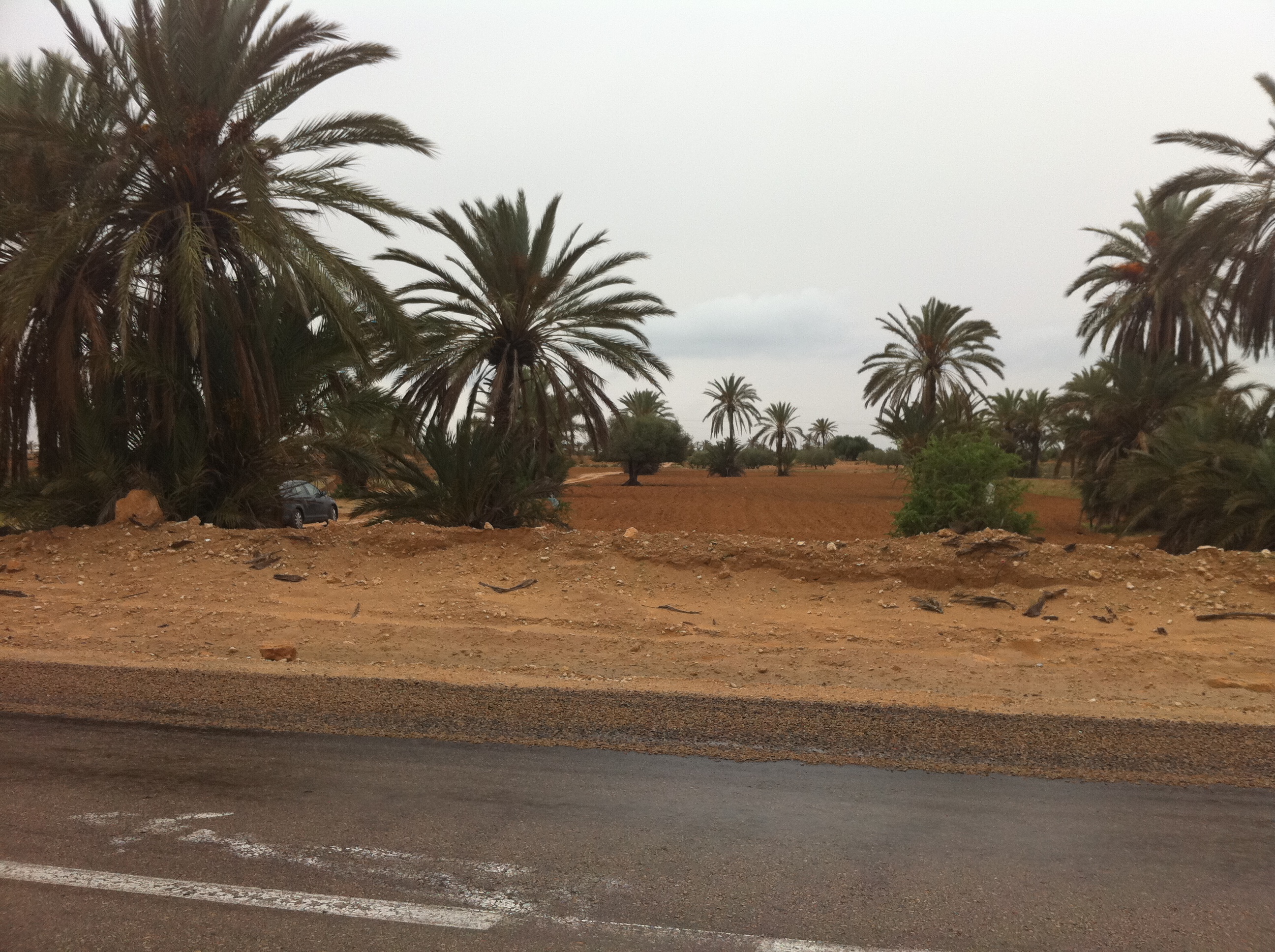 Djerba - Midoun Cedouikeche Terrain Terrain nu Vends terrain en premire position