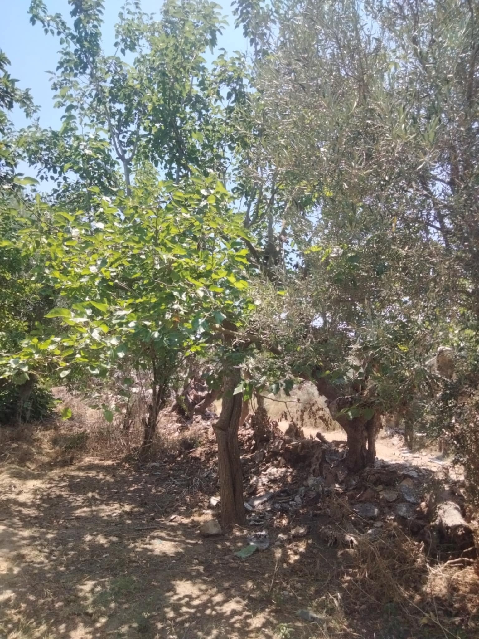 Dar Chaabane Elfehri&nbsp;Dar Chaabane Elfehri&nbsp;Vente&nbsp;Surfaces&nbsp;Senia verger de 700m2