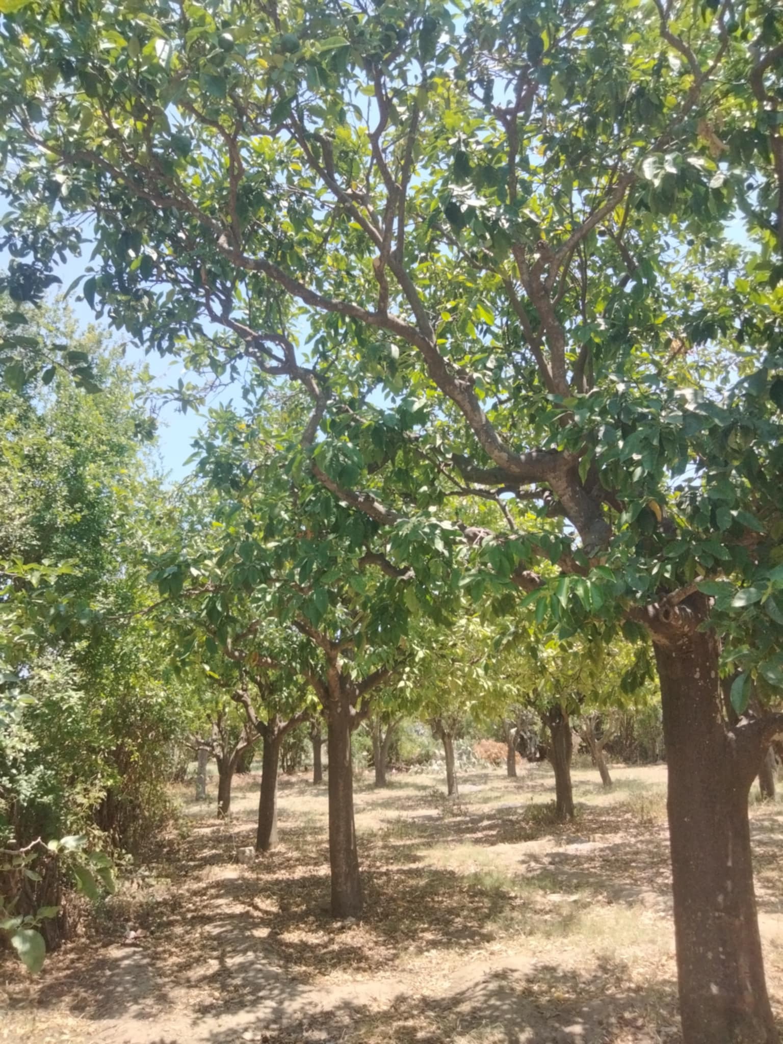 Dar Chaabane Elfehri&nbsp;Dar Chaabane Elfehri&nbsp;Vente&nbsp;Surfaces&nbsp;Senia verger de 700m2