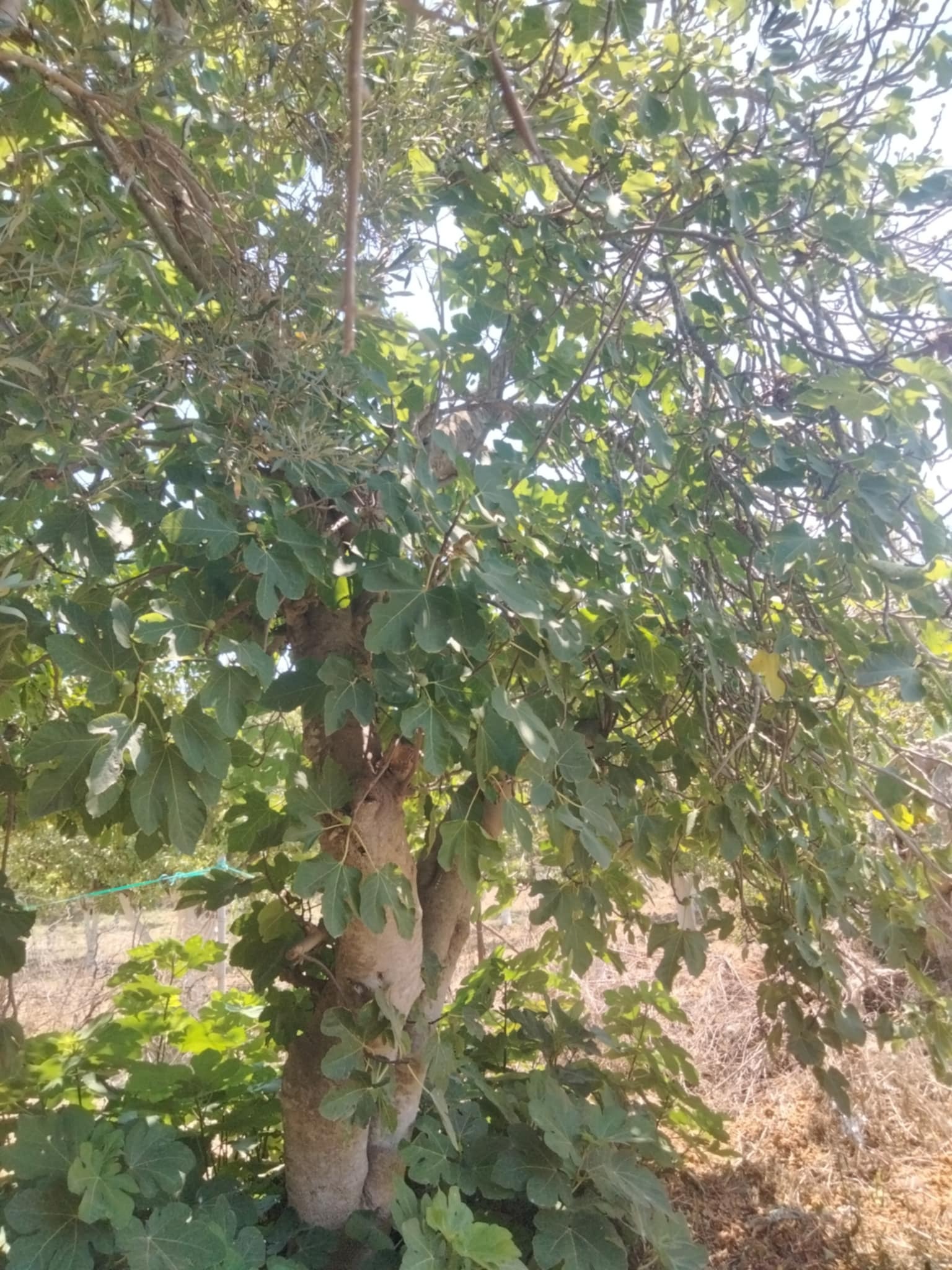 Dar Chaabane Elfehri&nbsp;Dar Chaabane Elfehri&nbsp;Vente&nbsp;Surfaces&nbsp;Senia verger de 700m2