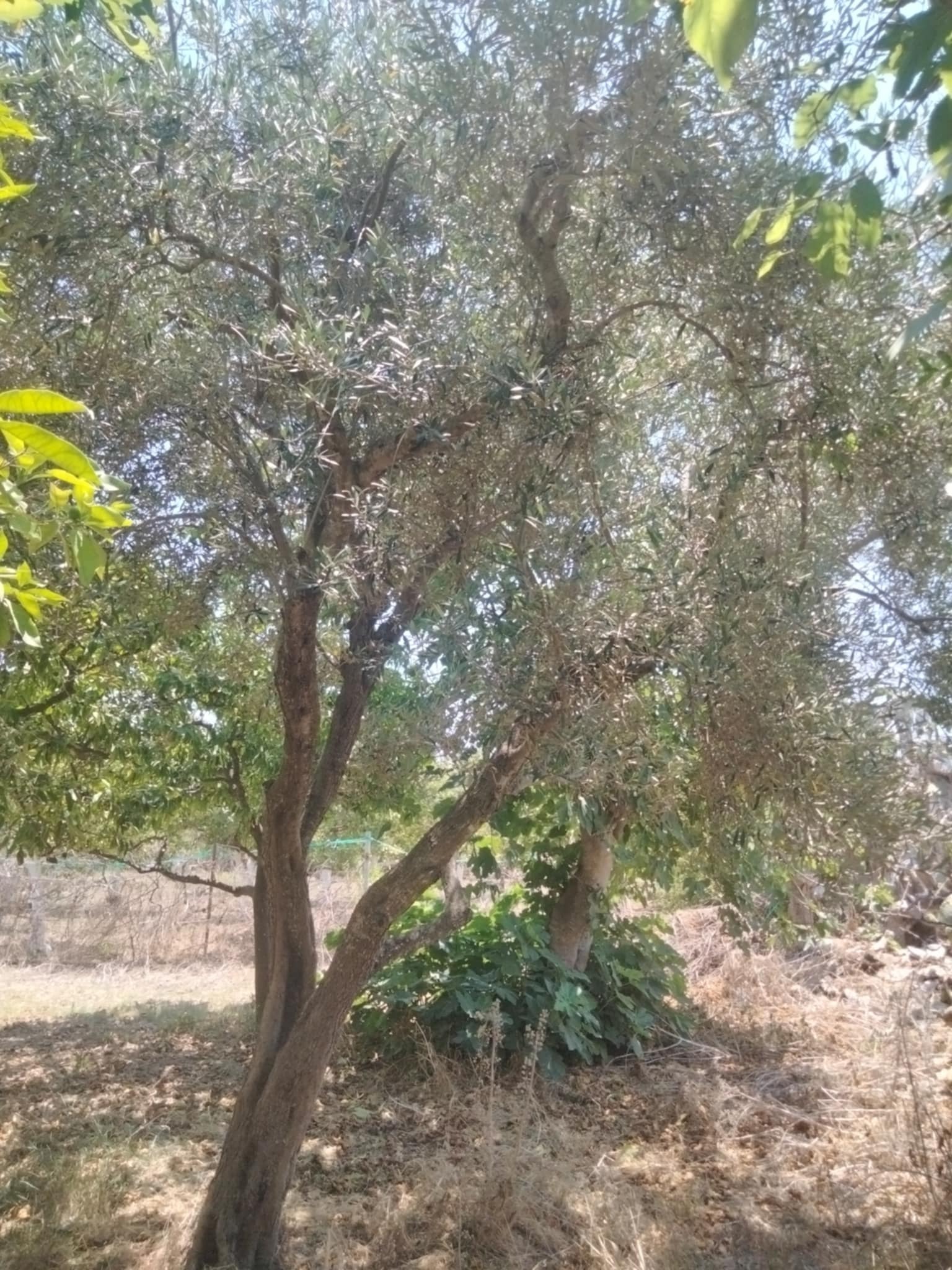 Dar Chaabane Elfehri&nbsp;Dar Chaabane Elfehri&nbsp;Vente&nbsp;Surfaces&nbsp;Senia verger de 700m2