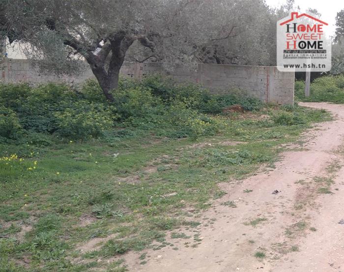 Vente Surfaces - Tunisie
