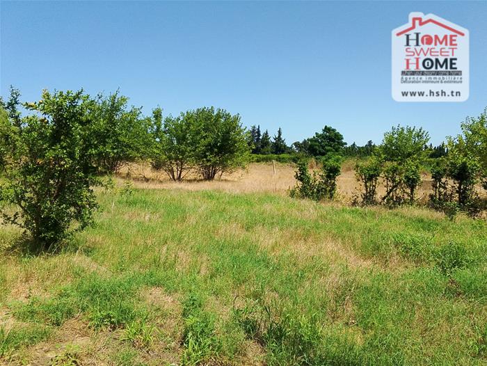 Menzel Bouzelfa Menzel Bouzelfa Vente Surfaces Terrain agricole zied   nabeul