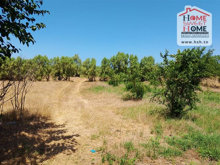 Menzel Bouzelfa Menzel Bouzelfa Vente Surfaces Terrain agricole zied   nabeul
