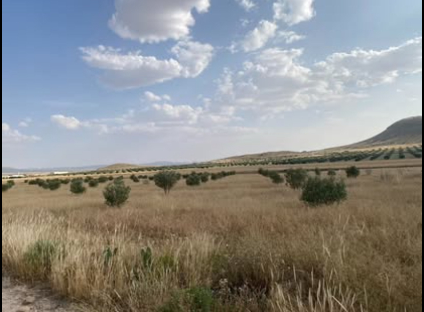 Thala Thala Terrain Terrain agricole Terrain agricole de 7 hectares thala jarda