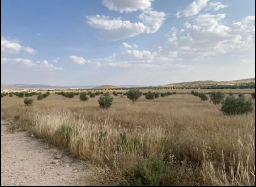 Thala Thala Terrain Terrain agricole Terrain agricole de 7 hectares thala jarda