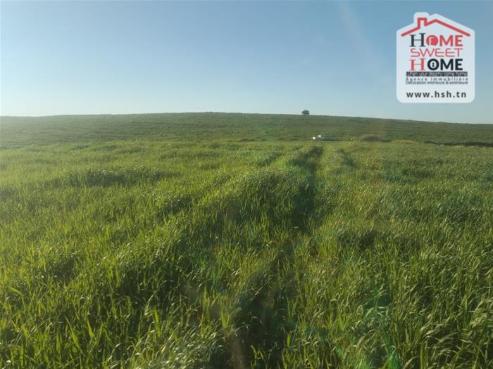 Beja Nord&nbsp;Beja&nbsp;Vente&nbsp;Surfaces&nbsp;Terrain agricole rakel  � mjez el b�ja