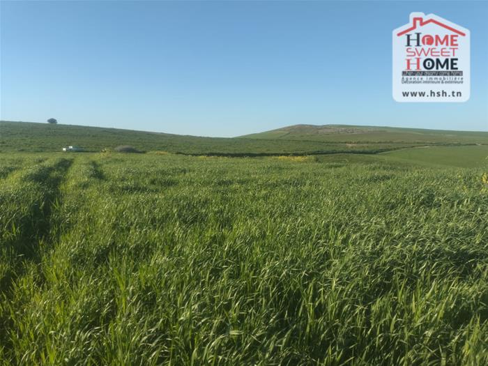 Beja Nord&nbsp;Beja&nbsp;Vente&nbsp;Surfaces&nbsp;Terrain agricole rakel  � mjez el b�ja