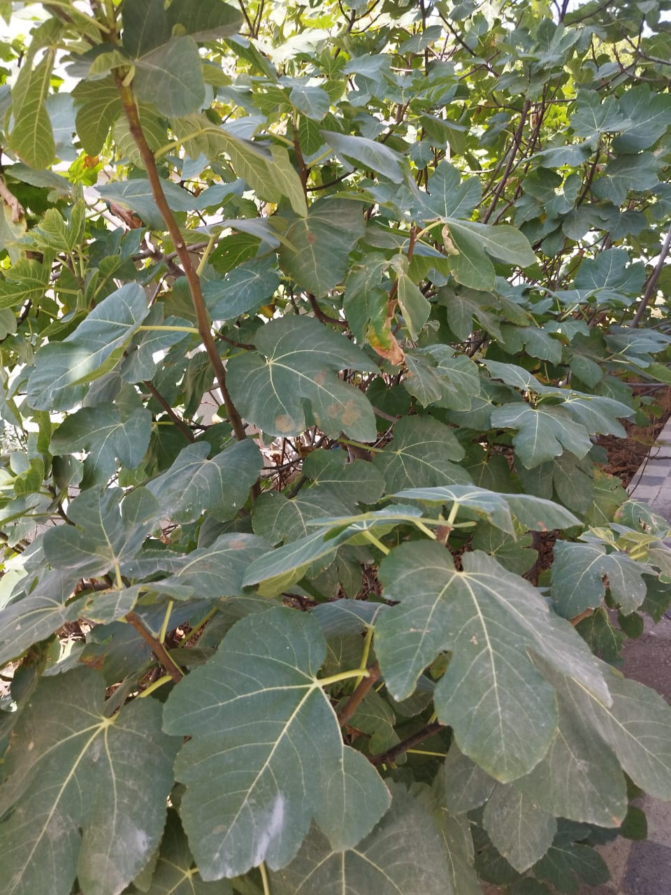 Vente Maisons - Tunisie