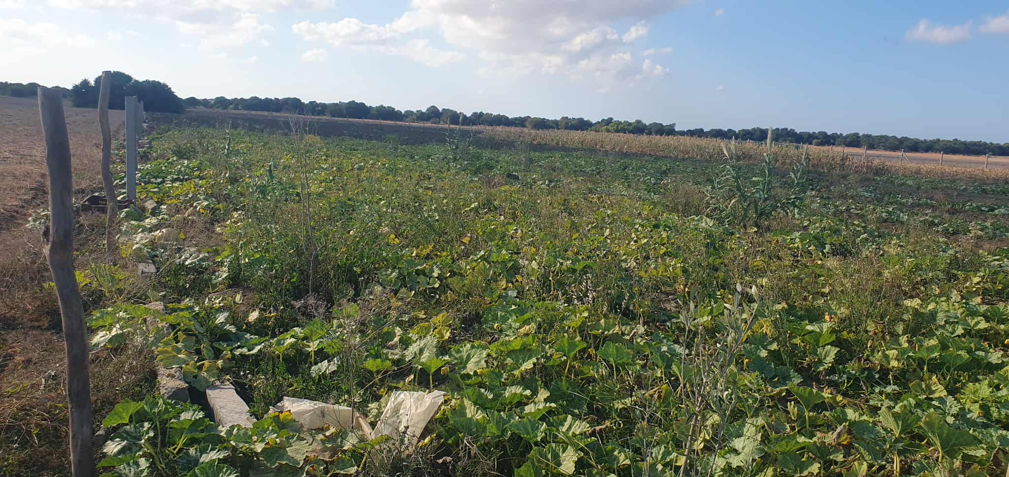 El Haouaria Charaf Vente Surfaces Ferme  chraf el haouaria