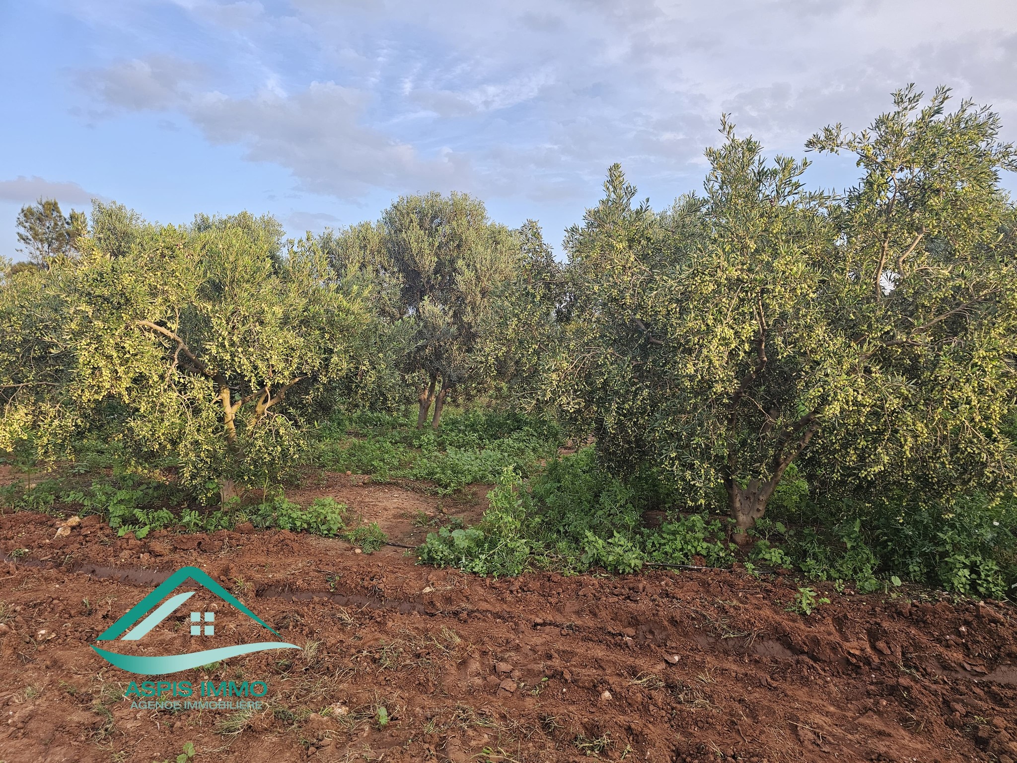 Vente Surfaces - Tunisie