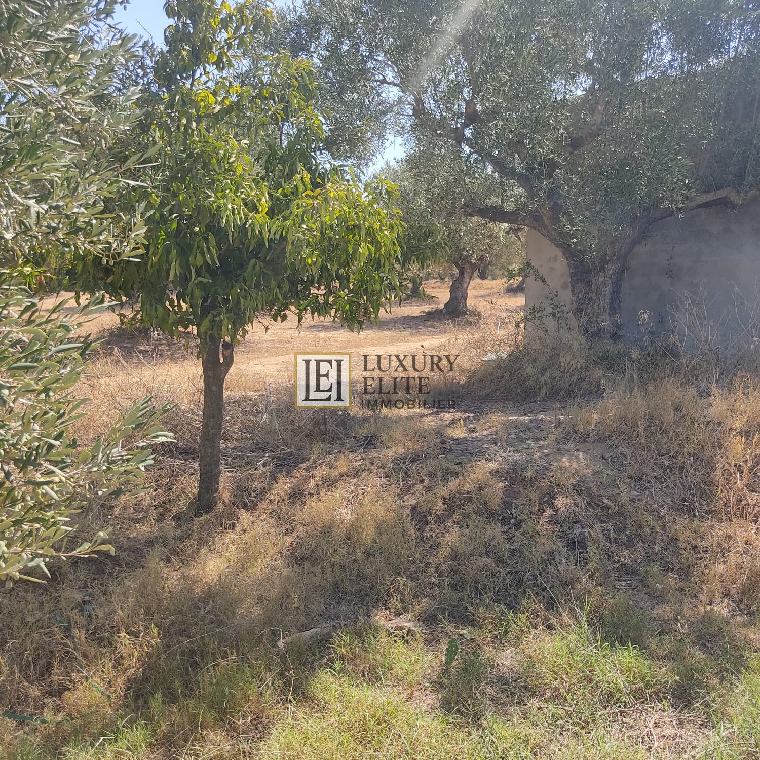 Hammamet Cite Chraf Terrain Terrain nu Terrain 700 m2  hammamet
