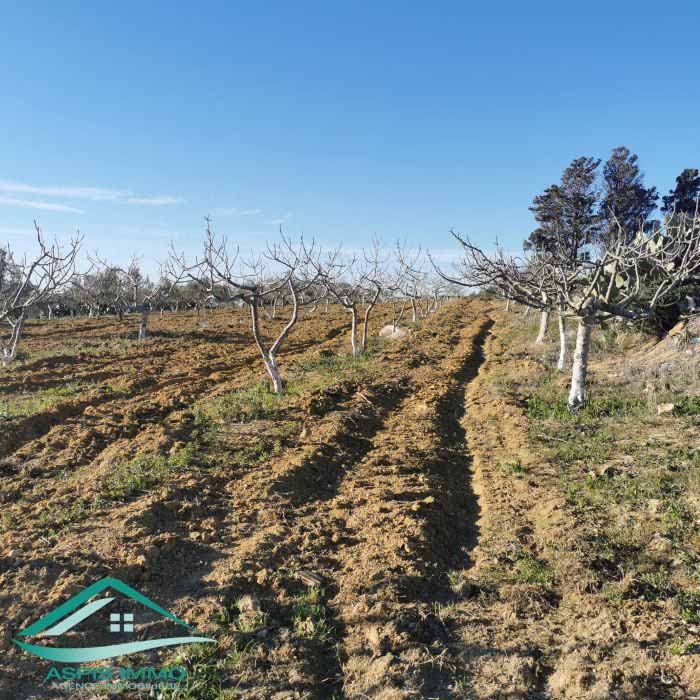 Kelibia&nbsp;Kelibia&nbsp;Vente&nbsp;Surfaces&nbsp;Vt773 terrain agricole 5 337 m2 � kelibia
