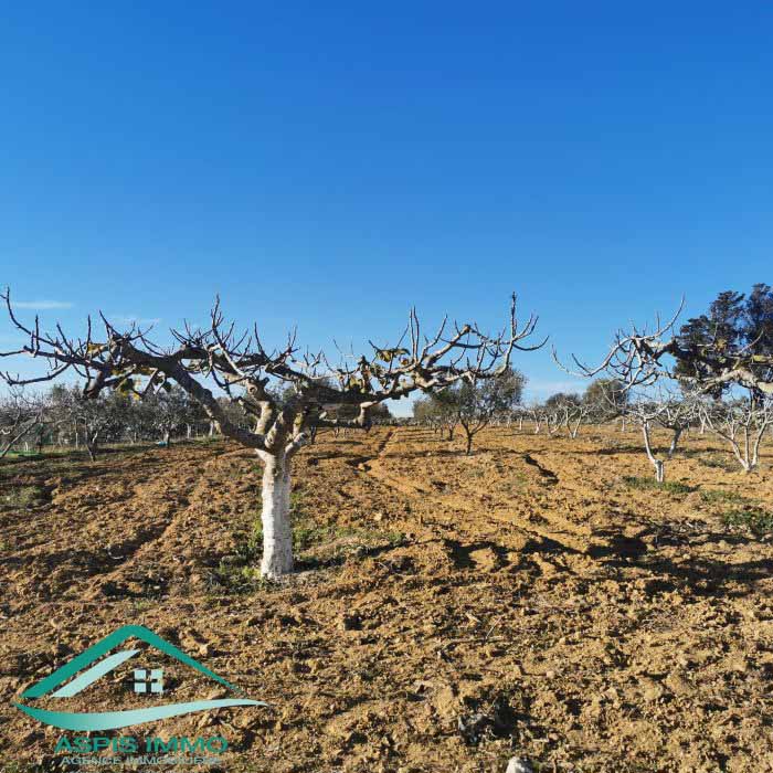 Kelibia&nbsp;Kelibia&nbsp;Vente&nbsp;Surfaces&nbsp;Vt773 terrain agricole 5 337 m2 � kelibia