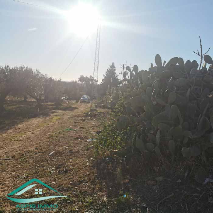 Kelibia&nbsp;Kelibia&nbsp;Vente&nbsp;Surfaces&nbsp;Vt773 terrain agricole 5 337 m2 � kelibia