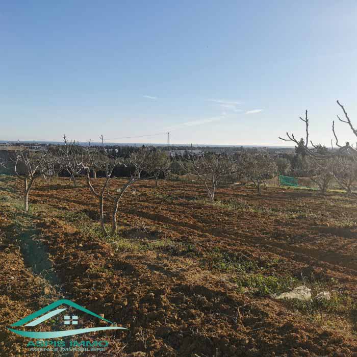 Kelibia&nbsp;Kelibia&nbsp;Vente&nbsp;Surfaces&nbsp;Vt773 terrain agricole 5 337 m2 � kelibia