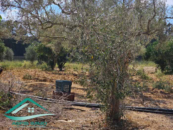 Kelibia Kerkouane Vente Surfaces Vt849 terrain agricole 13500 m2  kerkouene