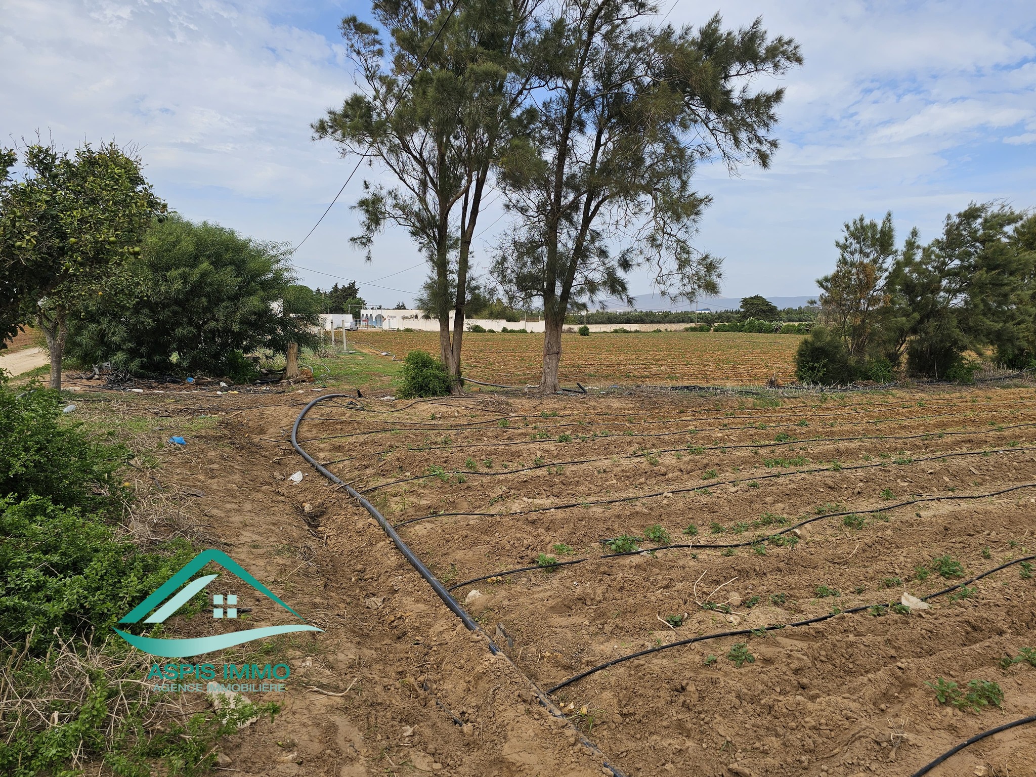 Kelibia Dar Allouche Vente Surfaces Vt942 terrain agricole 32180 m2  dar allouch