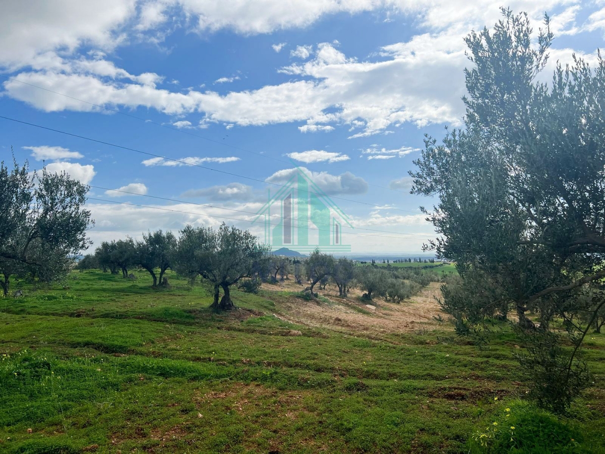 Tebourba&nbsp;Tebourba&nbsp;Vente&nbsp;Autre&nbsp;Ferme ol�icole de 16 hectares