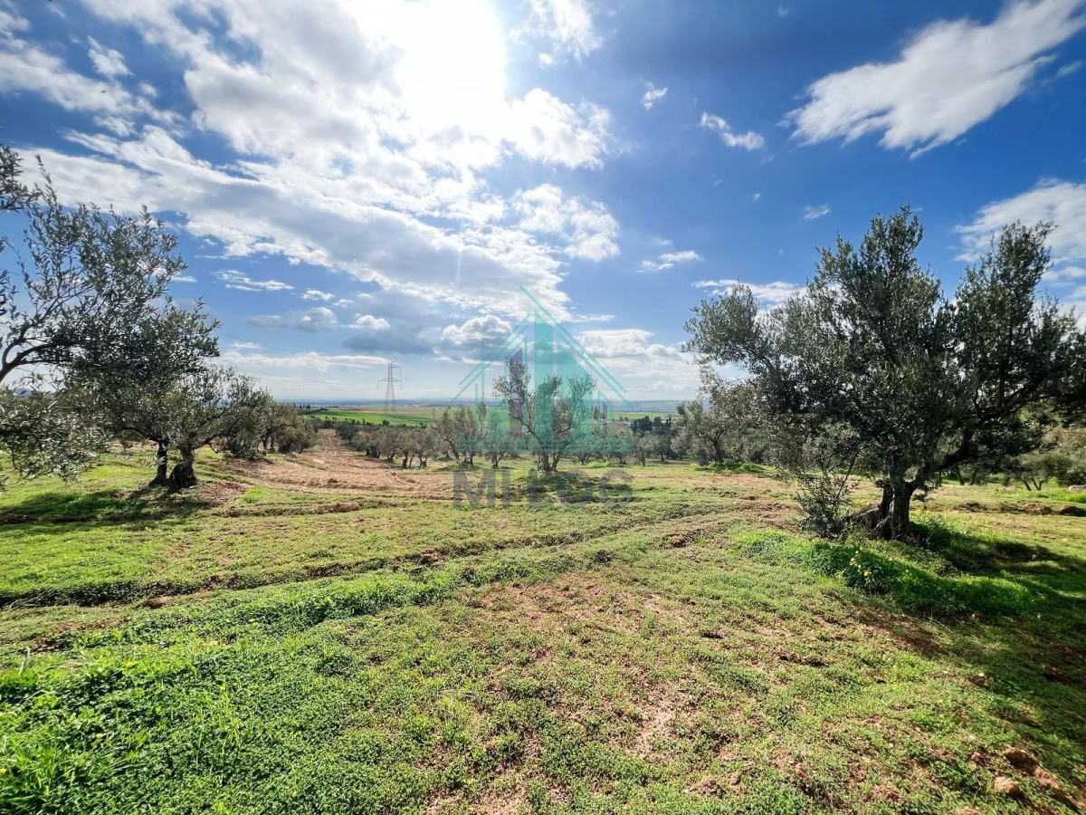 Tebourba&nbsp;Tebourba&nbsp;Vente&nbsp;Autre&nbsp;Ferme ol�icole de 16 hectares