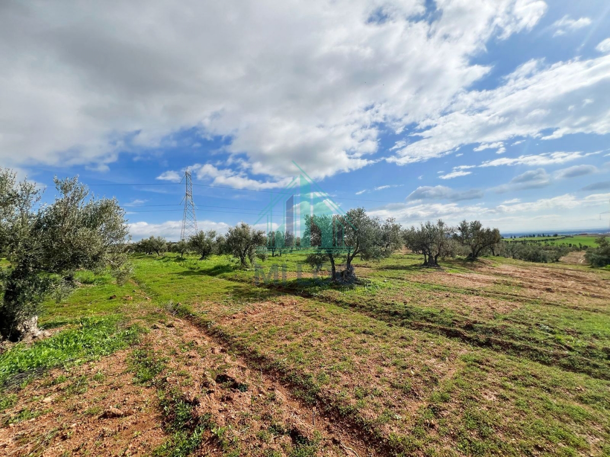 Tebourba&nbsp;Tebourba&nbsp;Vente&nbsp;Autre&nbsp;Ferme ol�icole de 16 hectares