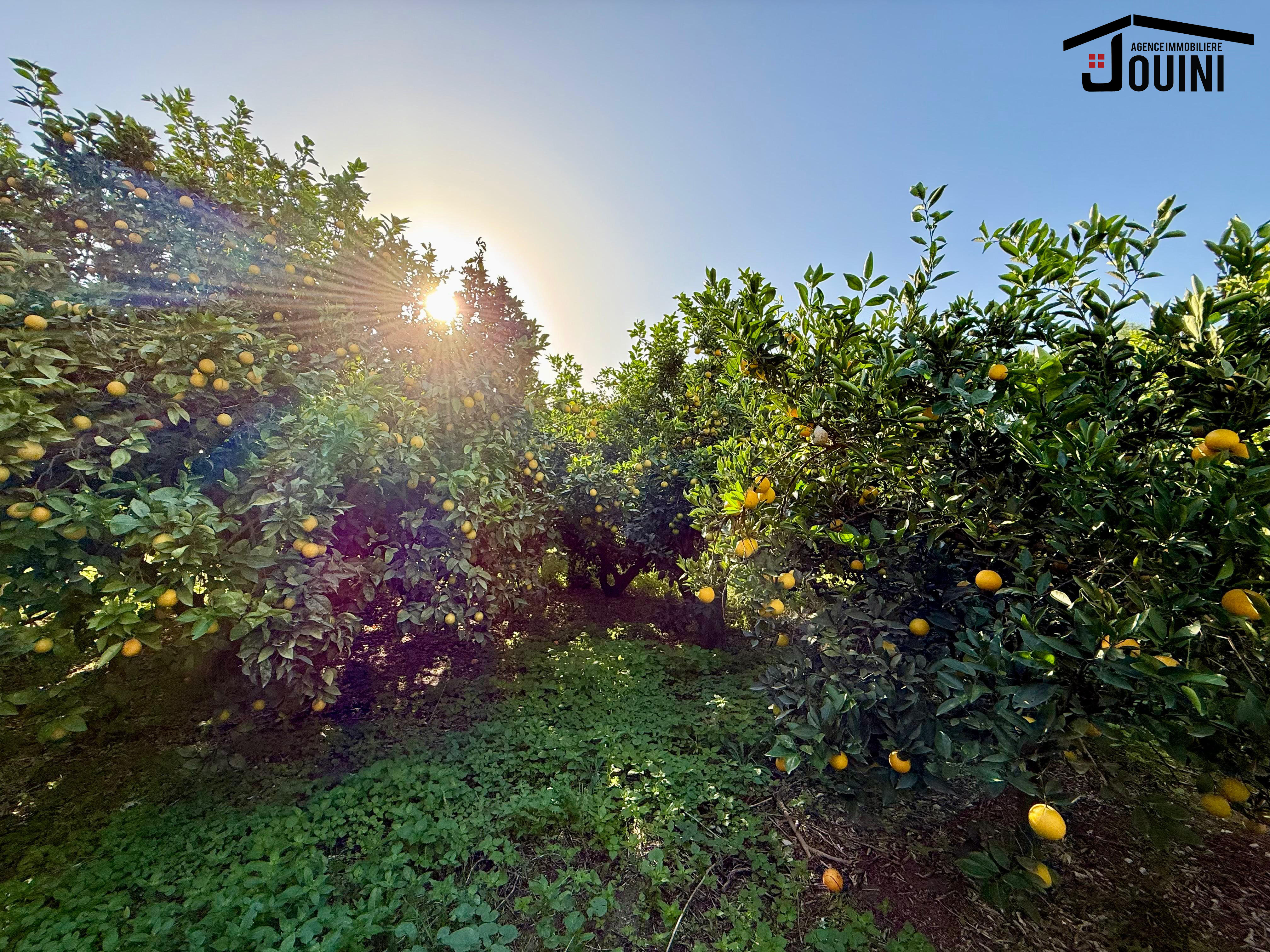 Beni Khalled Zaouiet Jedidi Terrain Terrain agricole Ferme agricole 11000 m2 zawiyet jdidi nabeul