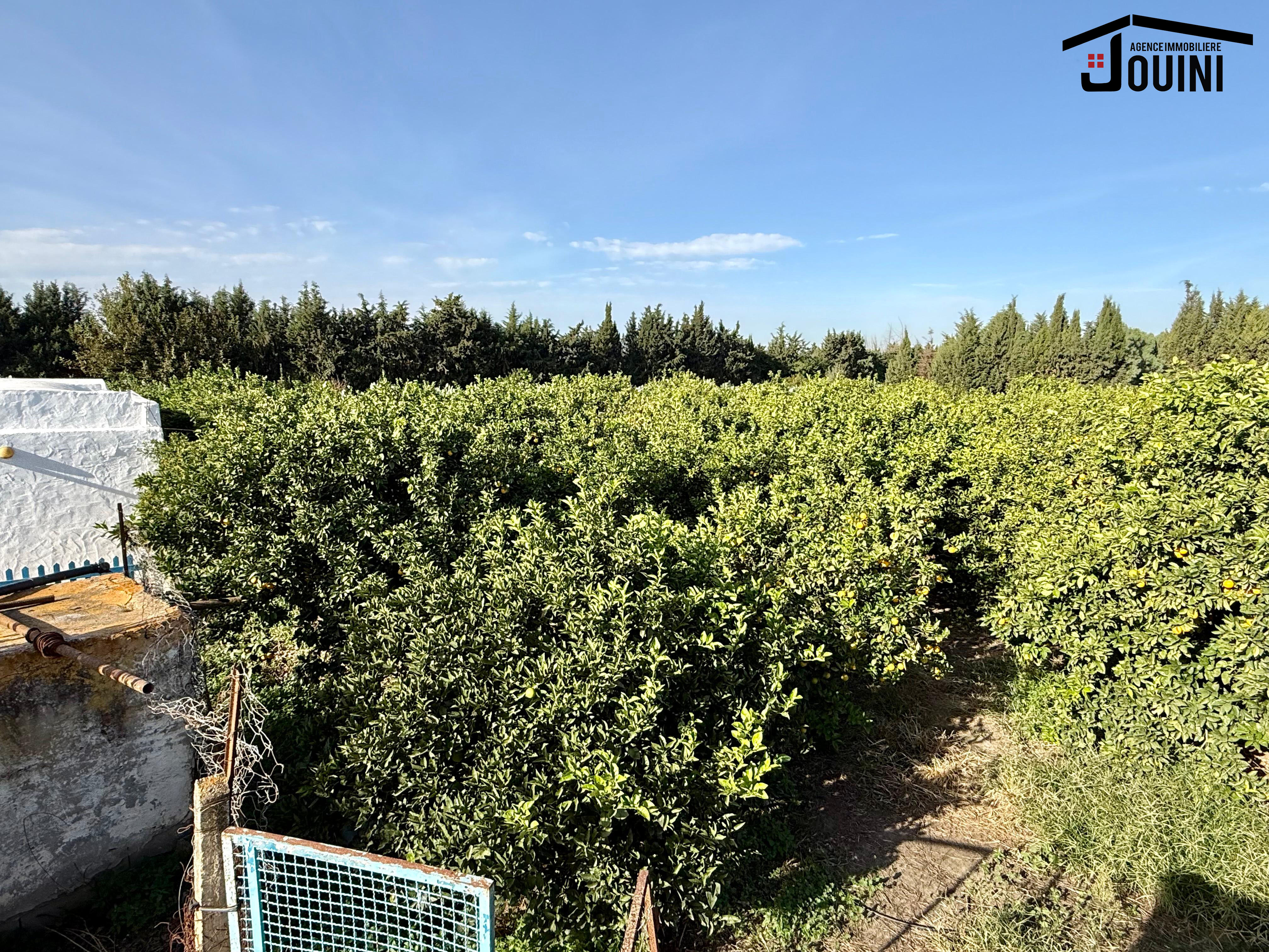 Beni Khalled Zaouiet Jedidi Terrain Terrain agricole Ferme agricole 11000 m2 zawiyet jdidi nabeul