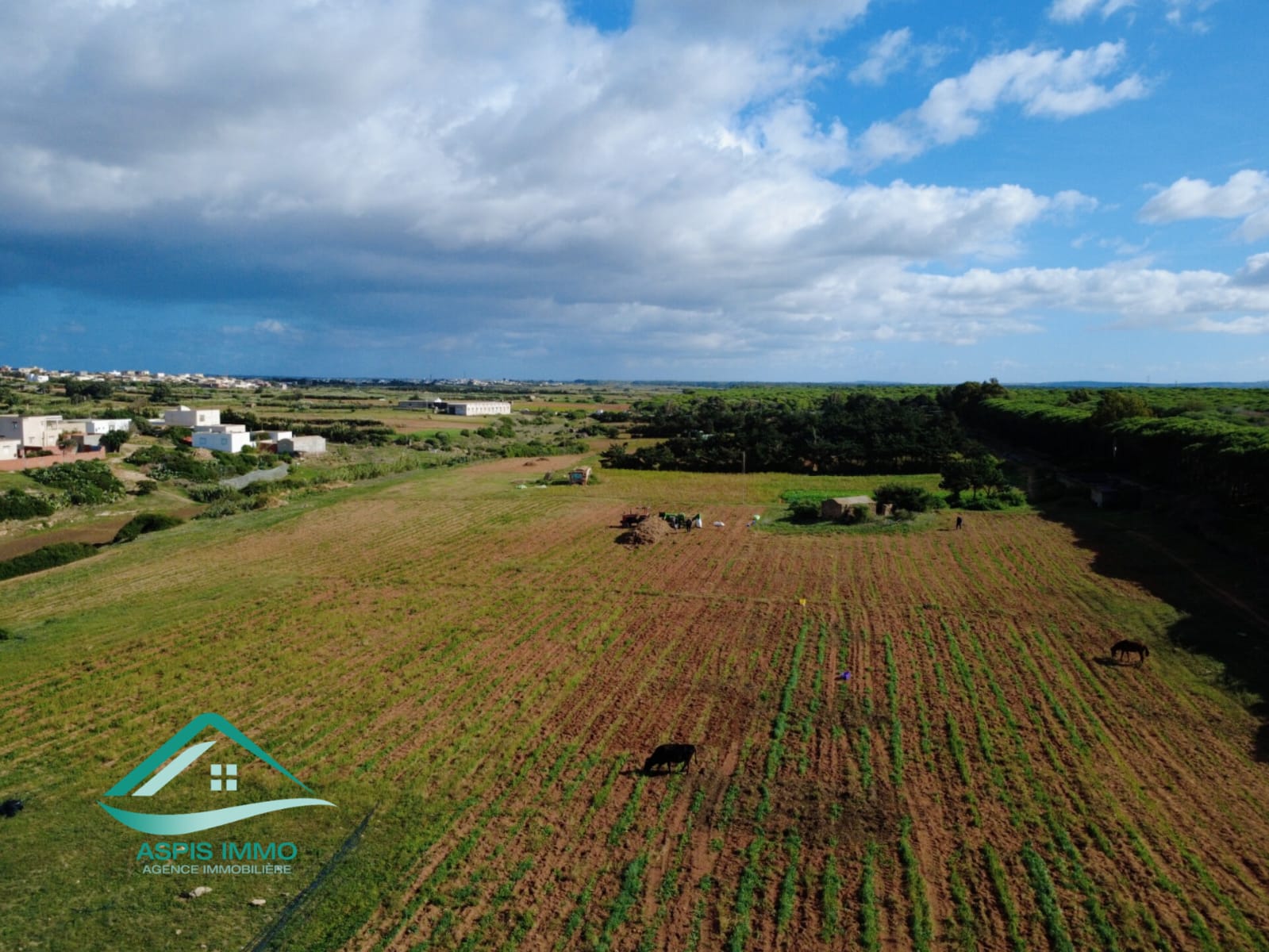 El Haouaria Sidi Daoud Vente Surfaces Vt809 terrain agricole  sidi daoued hawaria