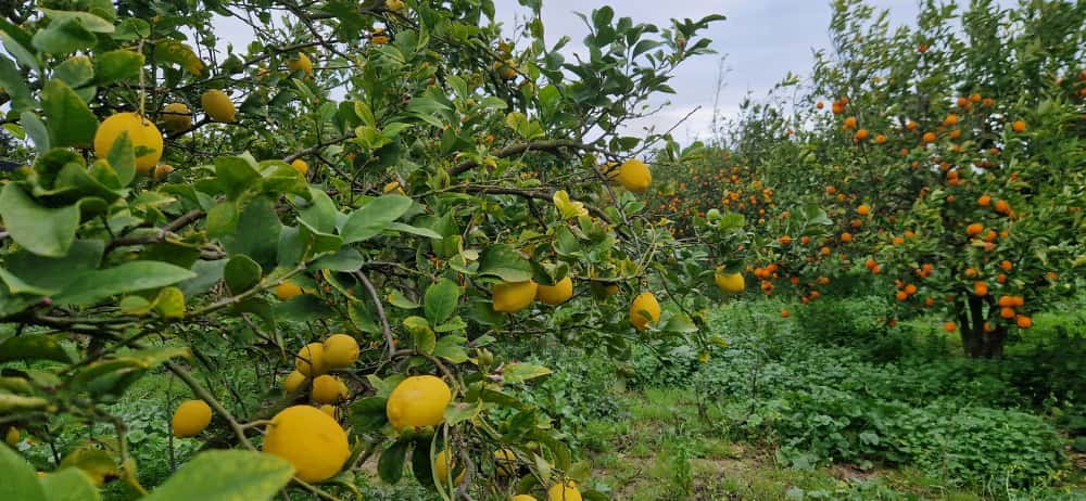 El Alia&nbsp;El Alia&nbsp;Vente&nbsp;Maisons&nbsp;Maison de 360 m au coeur d'une ferme de 3 hectares
