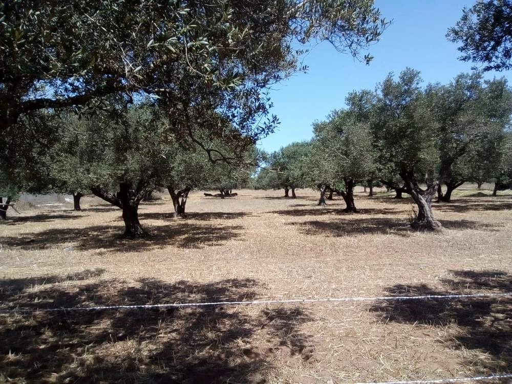 Vente Surfaces - Tunisie