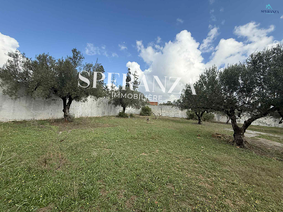 Hammamet&nbsp;Hammamet&nbsp;Vente&nbsp;Surfaces&nbsp;Terrain joudi