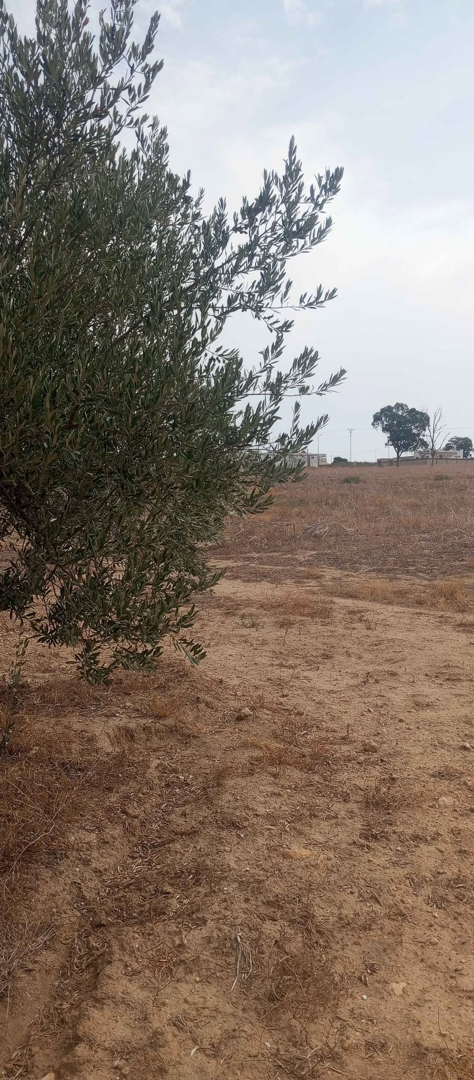 Mornag&nbsp;El Gounna&nbsp;Terrain&nbsp;Terrain agricole&nbsp;Mornag prix important