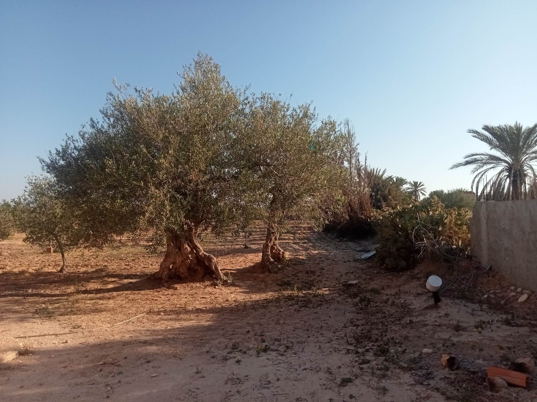 Djerba - Houmet Essouk&nbsp;Djerba &nbsp;Vente&nbsp;Autre&nbsp;Terrain potentiel � 3 km de houmt souk