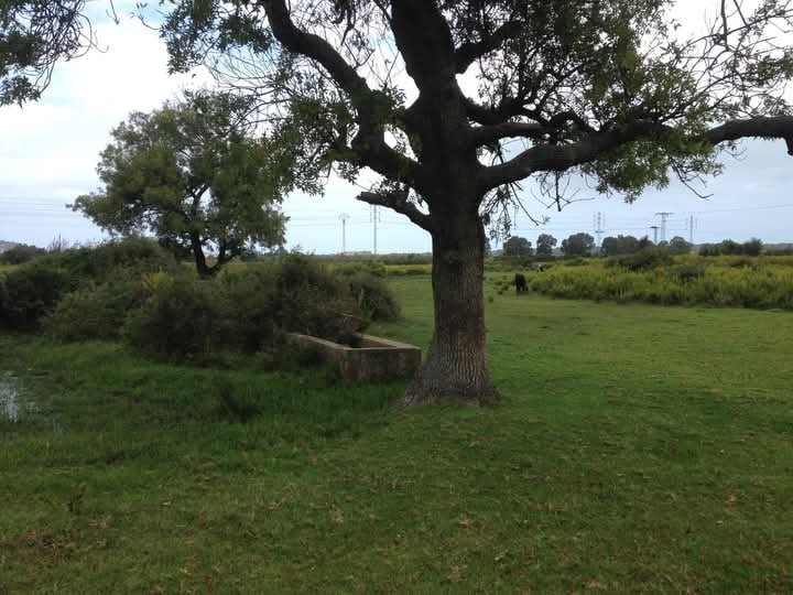 Tabarka&nbsp;Tabarka&nbsp;Terrain&nbsp;Terrain agricole&nbsp;Terrain agricole tabarka