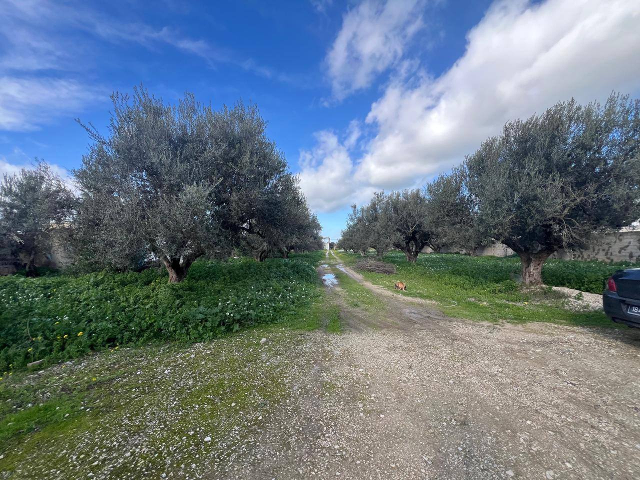Vente Maisons - Tunisie