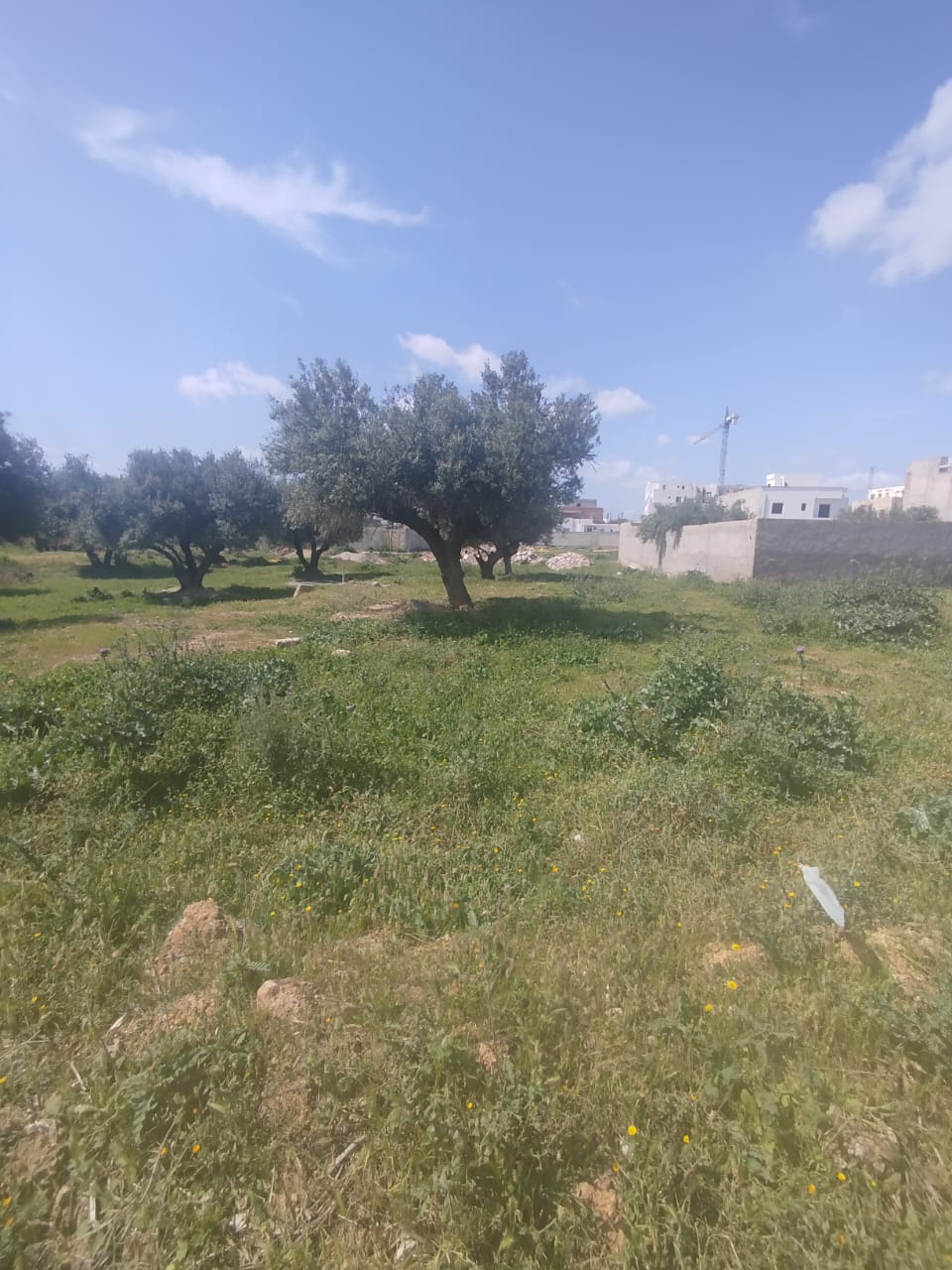 Mannouba&nbsp;La Mannouba&nbsp;Vente&nbsp;Surfaces&nbsp;Un lot de terrain � la mannouba