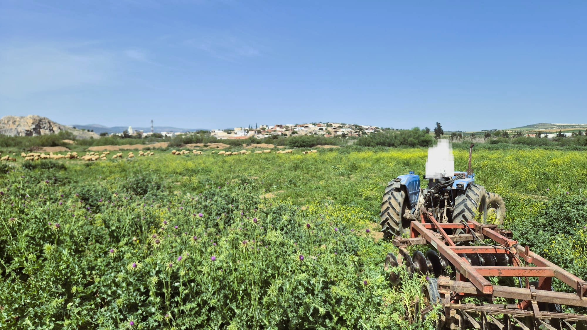 Mejez El Bab&nbsp;Gueriche El Oued&nbsp;Terrain&nbsp;Terrain agricole&nbsp;Terrain agricole � medjez el bab