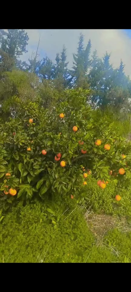 Soliman&nbsp;Soliman&nbsp;Vente&nbsp;Surfaces&nbsp;Une  ferme