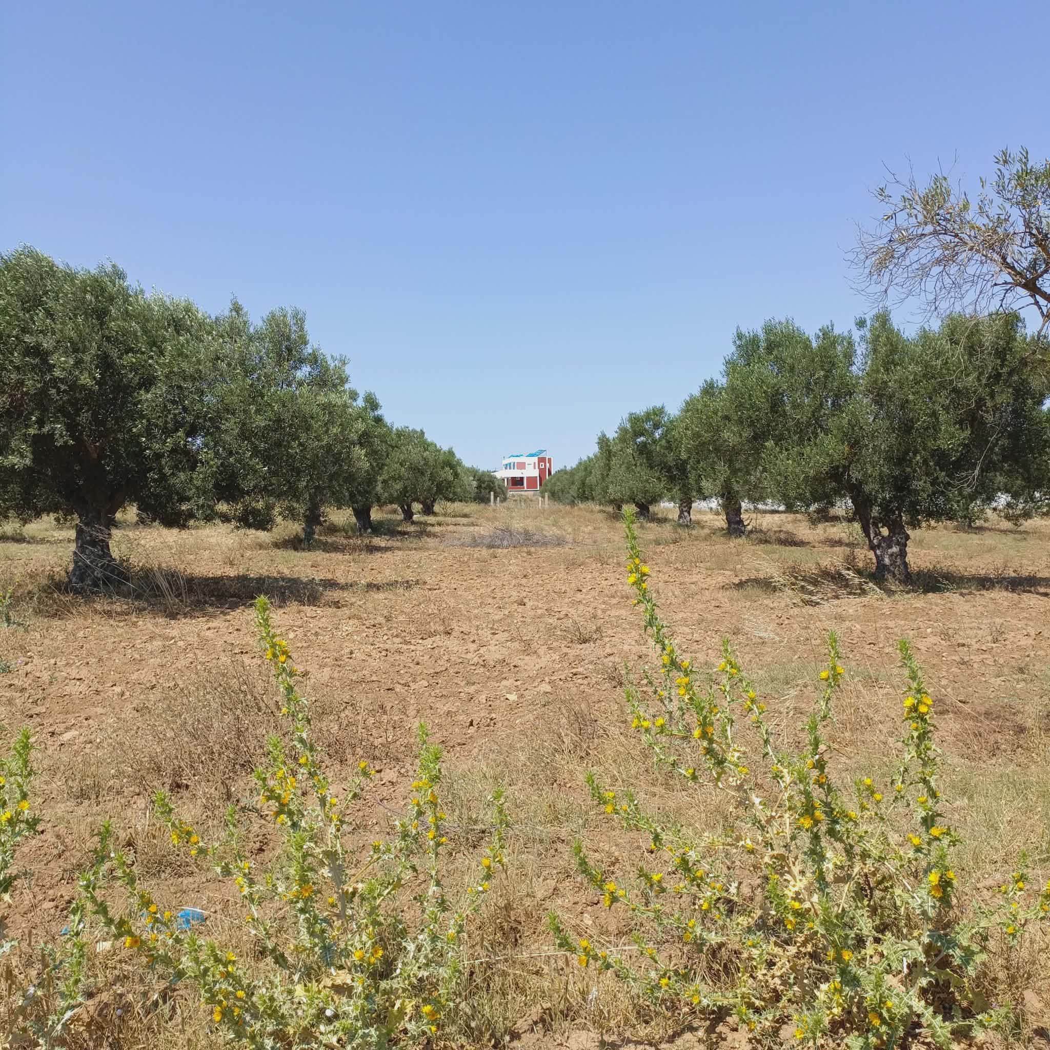 Hammamet&nbsp;Hammamet&nbsp;Vente&nbsp;Surfaces&nbsp;Av 1000m � 5mins � hammamet yasmine