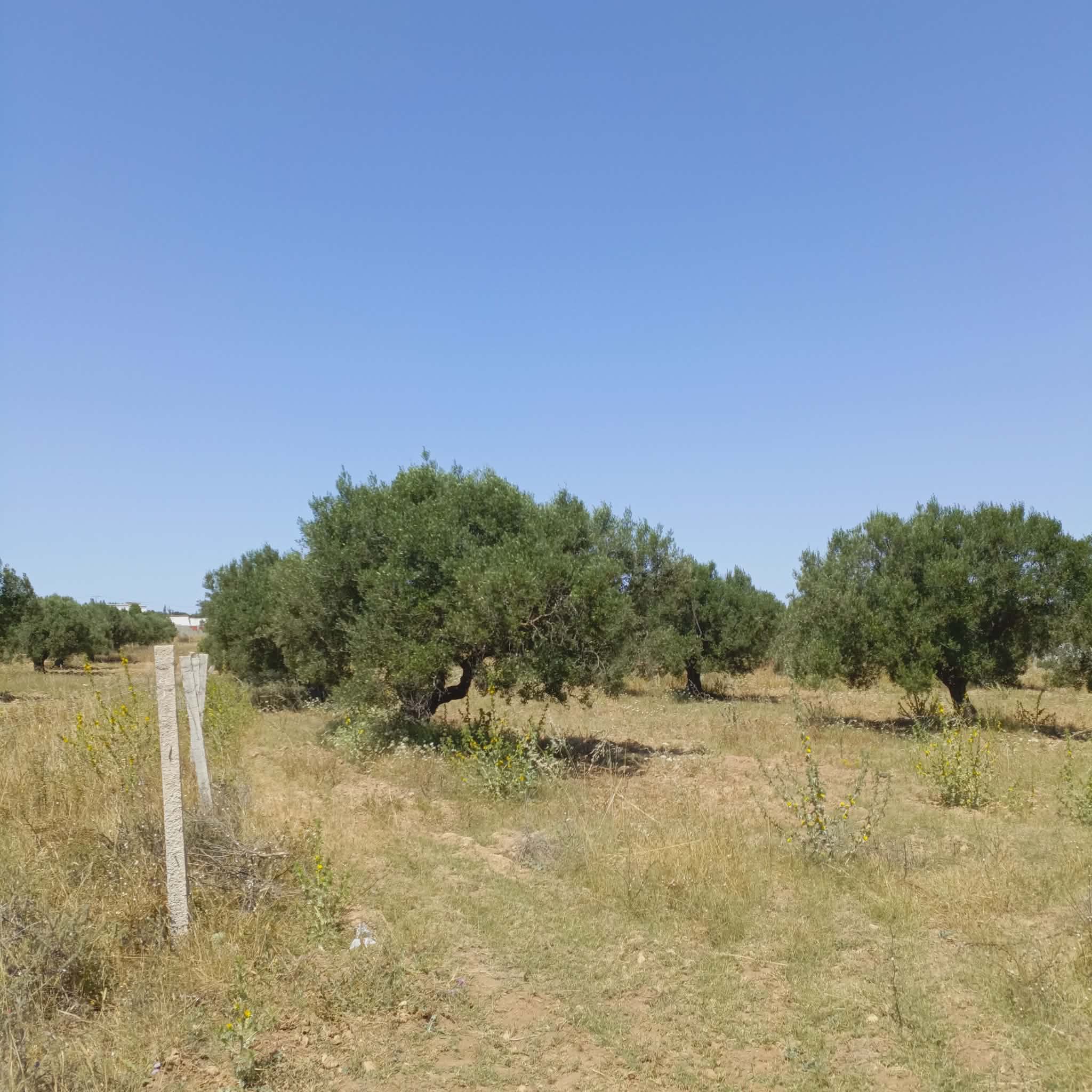 Hammamet&nbsp;Hammamet&nbsp;Vente&nbsp;Surfaces&nbsp;Av 1000m � 5mins � hammamet yasmine