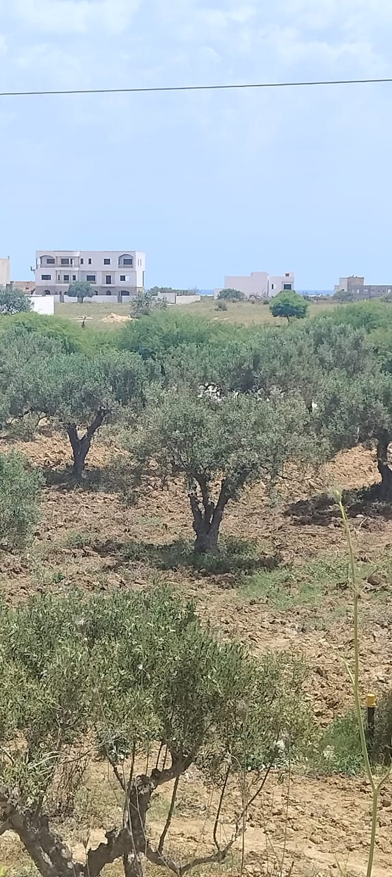 Hammamet&nbsp;Hammamet&nbsp;Terrain&nbsp;Terrain nu&nbsp;Terrain 300m a yassmine hammamet